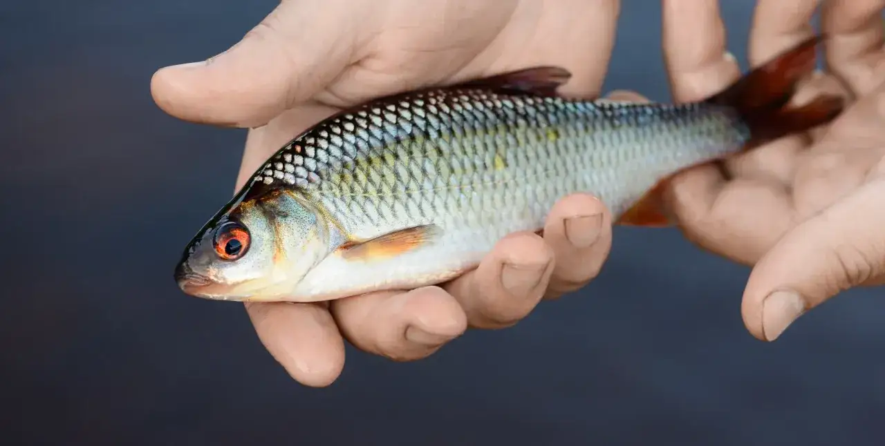 Ein kleiner Fisch mit roten Augen, gefangen in den H&auml;nden, ein Bewohner der Mosel.
