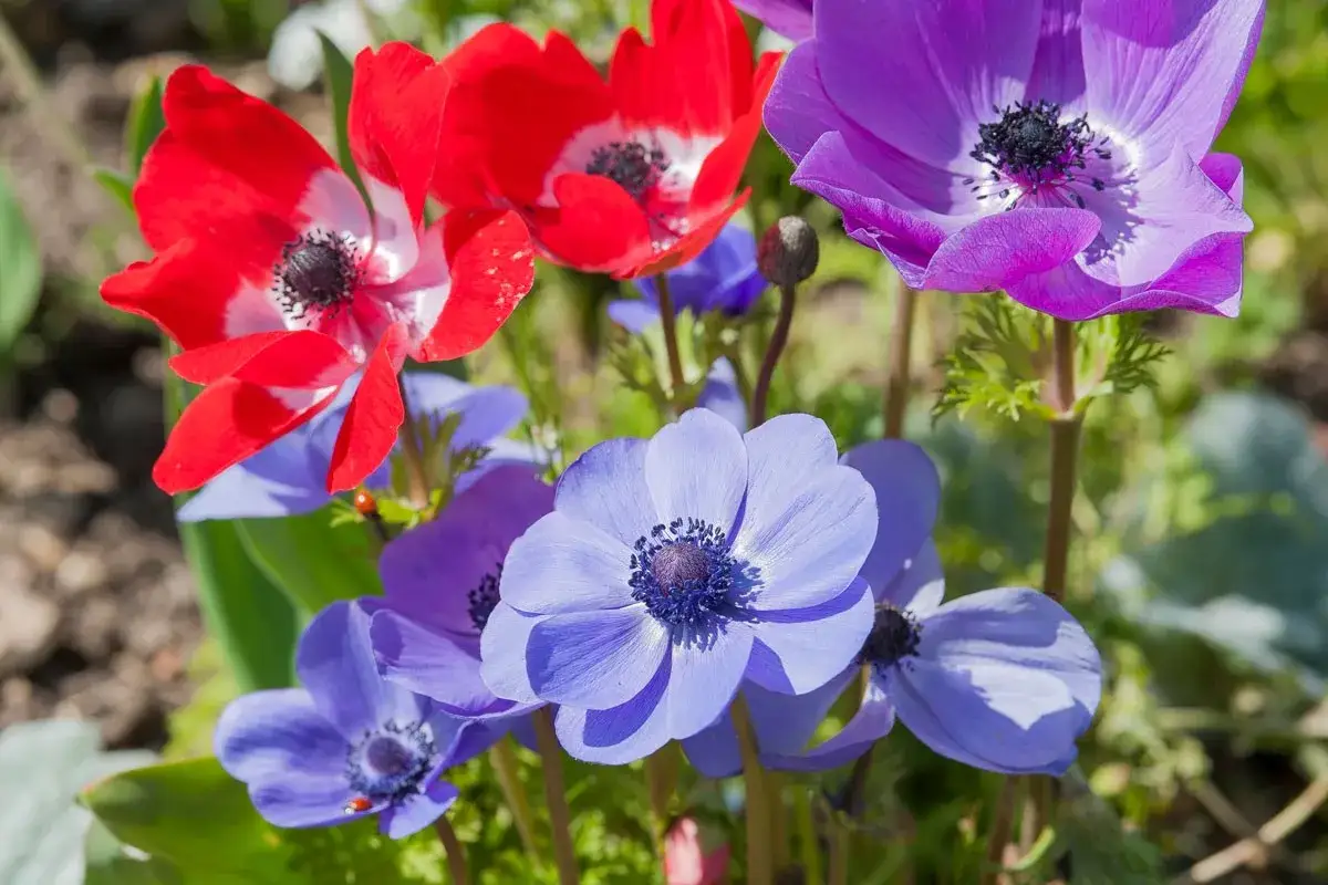 Un bouquet d'an&eacute;mones fleurs aux couleurs vives : rouge, violet et bleu. Une coccinelle se prom&egrave;ne sur une p&eacute;tale bleue.