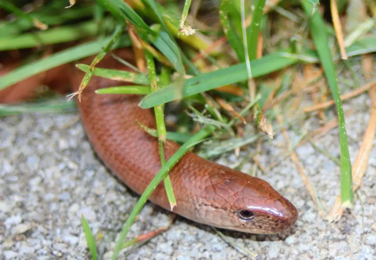 Eine braune Blindschleiche schl&auml;ngelt sich durch gr&uuml;nes Gras im Garten.