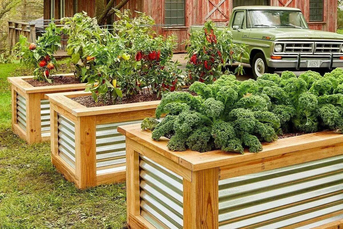 Idée pour fabriquer potager surélevé : des bacs en bois avec des panneaux ondulés abritent des poivrons et du chou frisé.