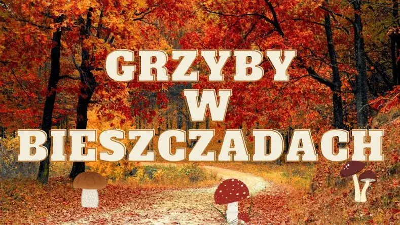 Bieszczady grzybobranie jesień
