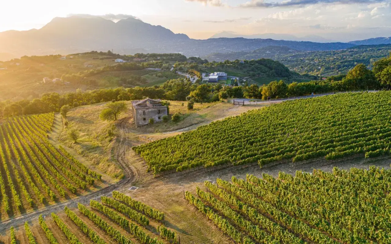 Vigneti rigogliosi al tramonto, con un casolare abbandonato che evoca il significato di