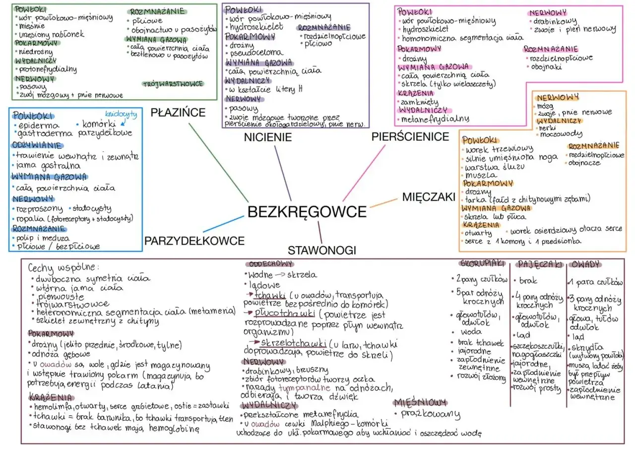 Repetytorium z biologii: schemat bezkręgowców, ich cechy, budowę i funkcje.