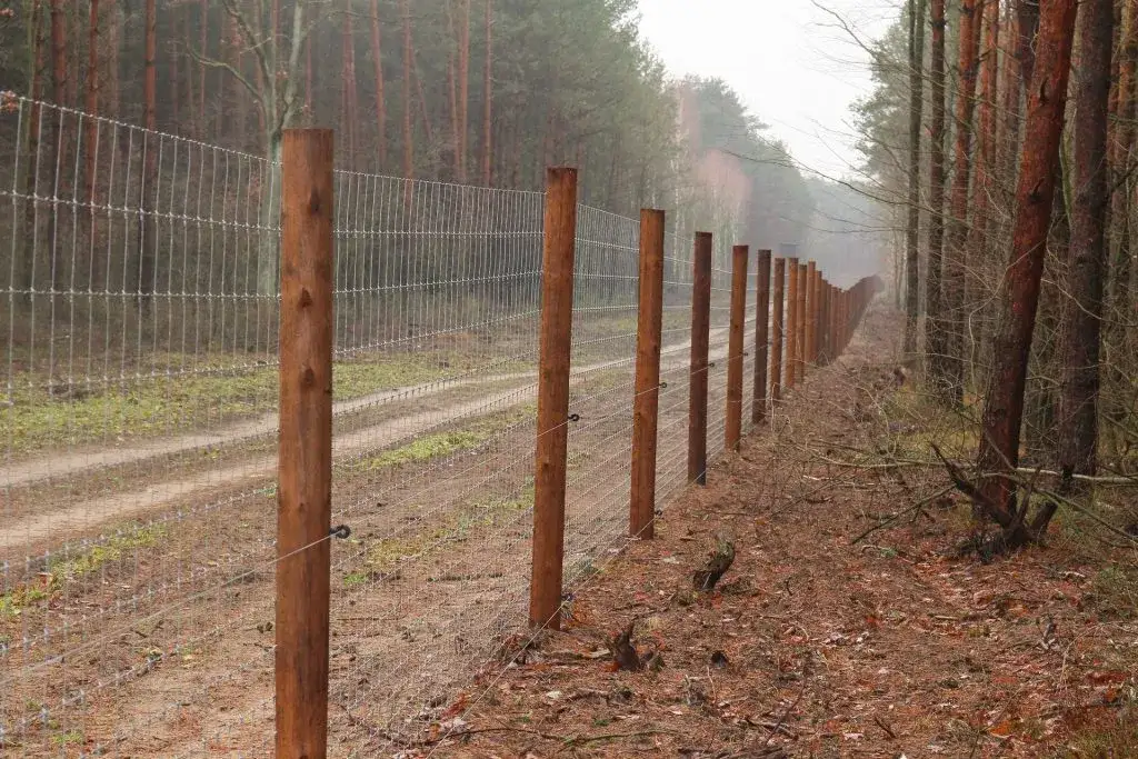 Zdjęcie Ogrodzenie z siatki leśnej: Jak prawidłowo rozstawić słupki?