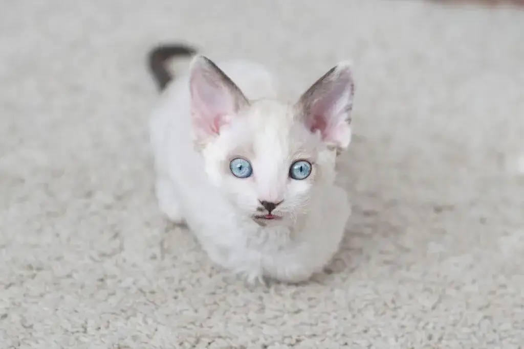 Zdjęcie Białe koty Devon Rex - piękne, wyjątkowe i łatwe w pielęgnacji