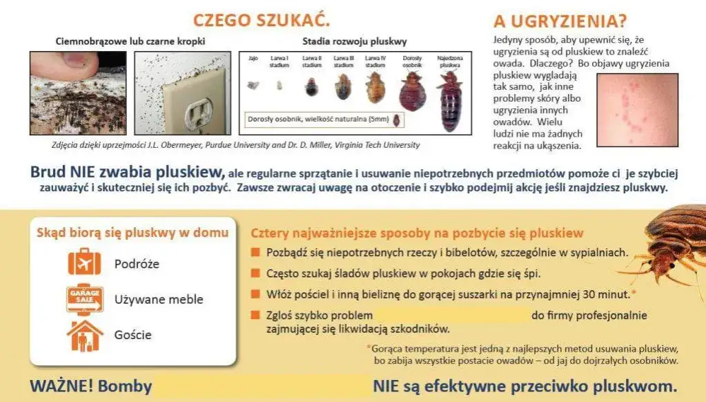 Zdjęcie Pluskwy w bloku – co robić, aby skutecznie je zwalczyć?