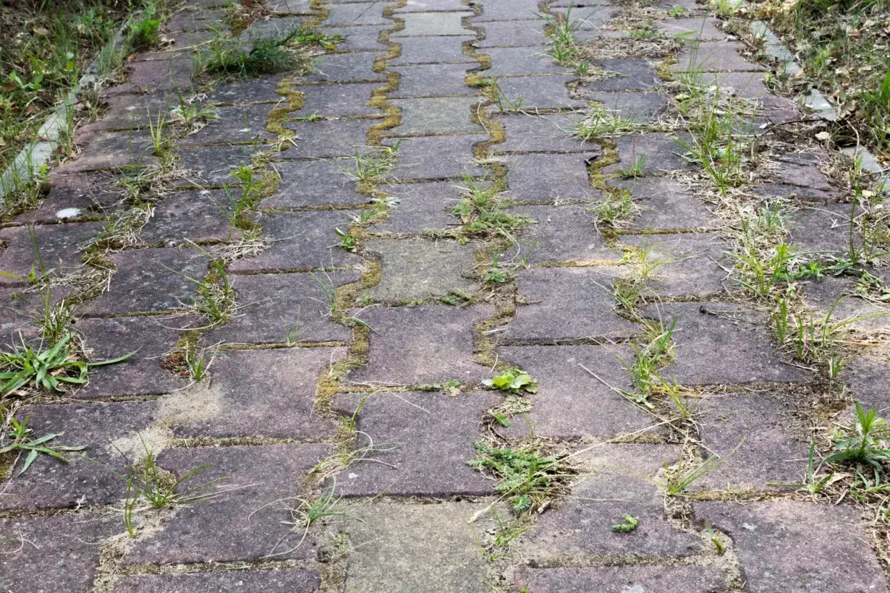 Zdjęcie Jak usunąć biały nalot na kostce brukowej - skuteczne metody i porady