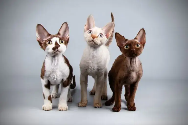 Zdjęcie Devon rex liliowy – niezwykła kolorystyka i cechy tej rasy