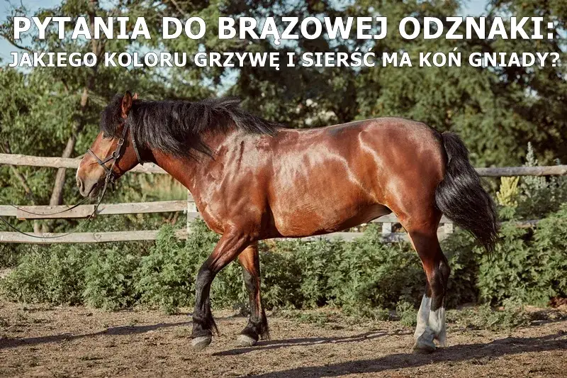 Zdjęcie Jak wygląda koń gniady? Odkryj jego unikalne cechy i kolory
