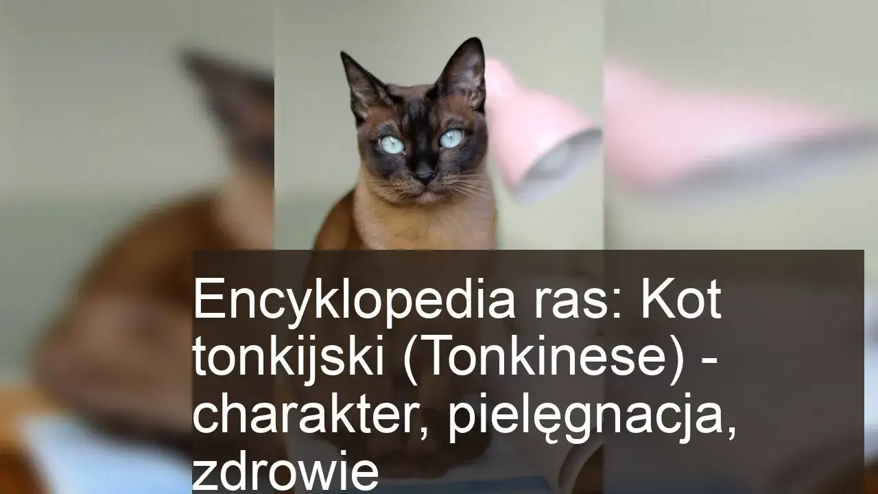 Zdjęcie Czarny kot tonkijski – unikalne cechy, pielęgnacja i hodowla