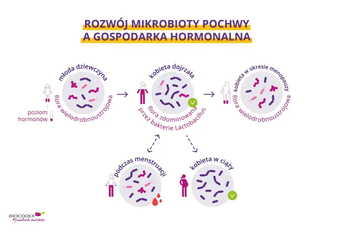 Zdjęcie Lactobacillus w pochwie: 5 najważniejszych szczepów