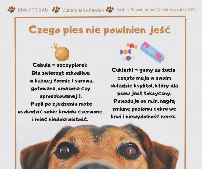 Zdjęcie Czy pies może jeść cebulę? Dowiedz się, jak uniknąć zatrucia