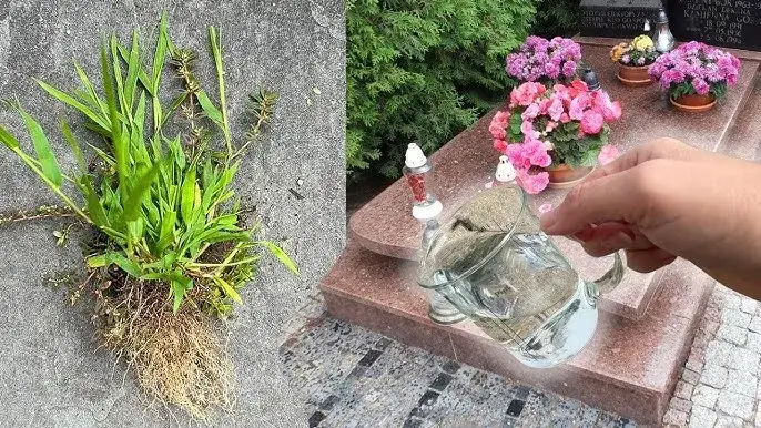 Zdjęcie Jak usunąć chwasty na cmentarzu bez uszkadzania nagrobków