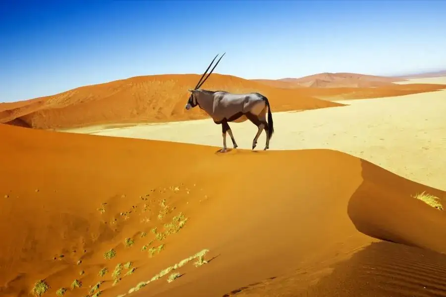 Zdjęcie Namibia czy jest bezpiecznie? Odkryj zagrożenia i zabezpieczenia podróżne