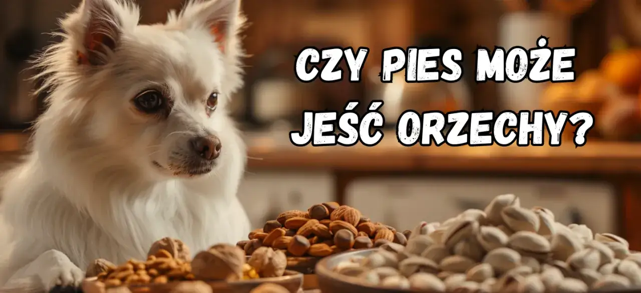 Zdjęcie Czy pies może jeść pistacje? Poznaj ryzyko i bezpieczne alternatywy