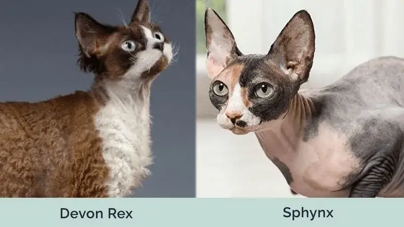 Zdjęcie Devon Rex a Sfinks: Kluczowe różnice i podobieństwa w pielęgnacji