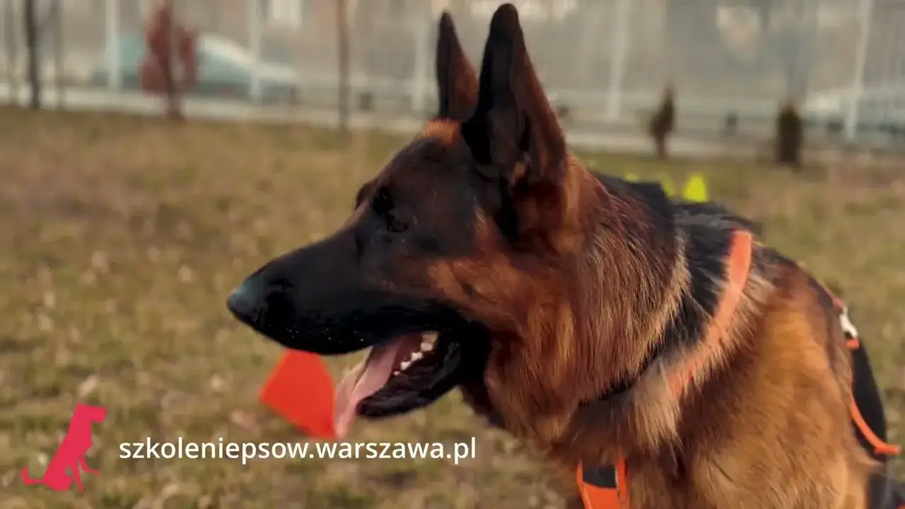 Zdjęcie Jak szkolić owczarka niemieckiego, aby uniknąć problemów w przyszłości