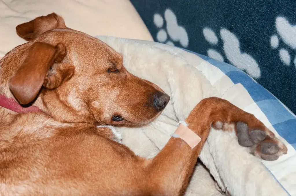 Zdjęcie Effektive Medikamente gegen Arthrose bei Hunden: Schmerzlinderung und mehr