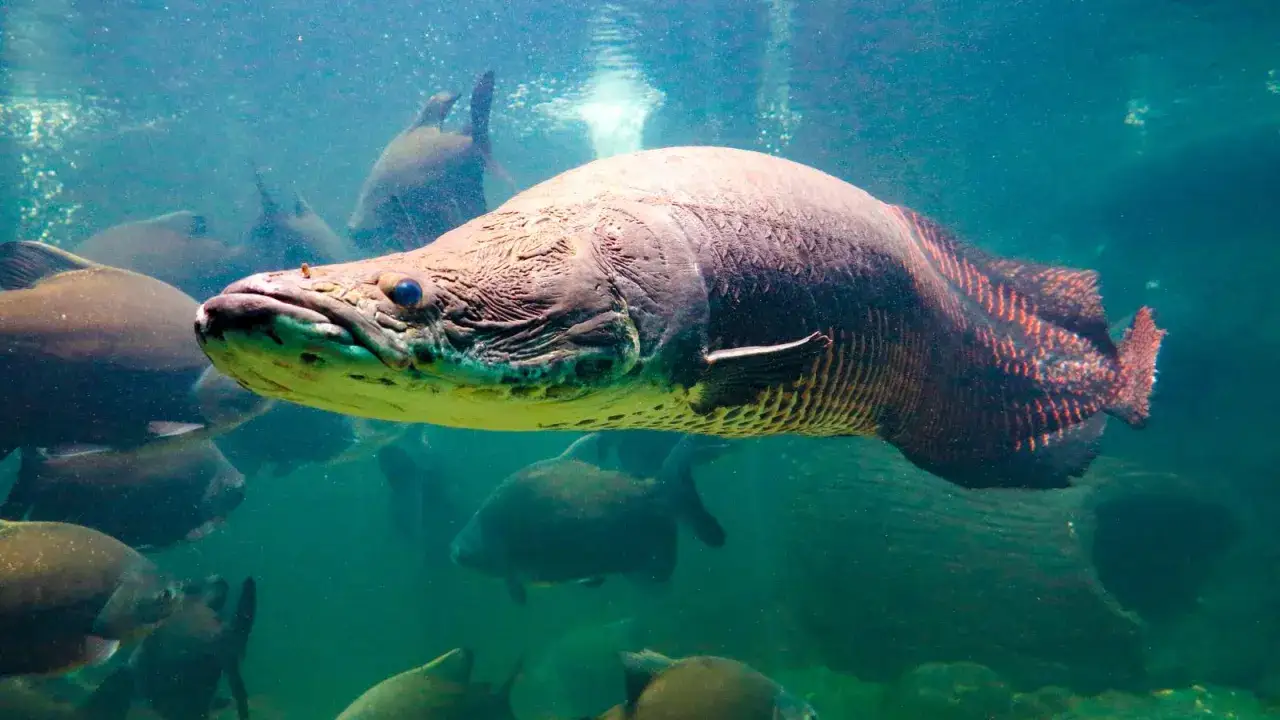 Zdjęcie Oceanarium Opole - odkryj niesamowity świat morskich stworzeń