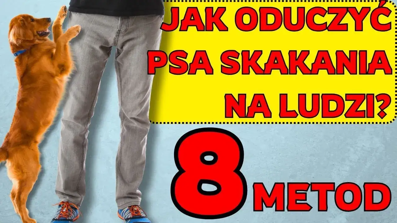 Zdjęcie Jak oduczyć psa skakania na gości i cieszyć się spokojem w domu