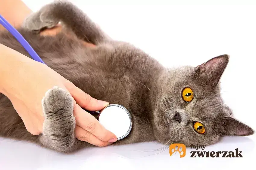 Zdjęcie Sterylizacja aborcyjna kotki do kiedy? Bezpieczne terminy i ryzyko