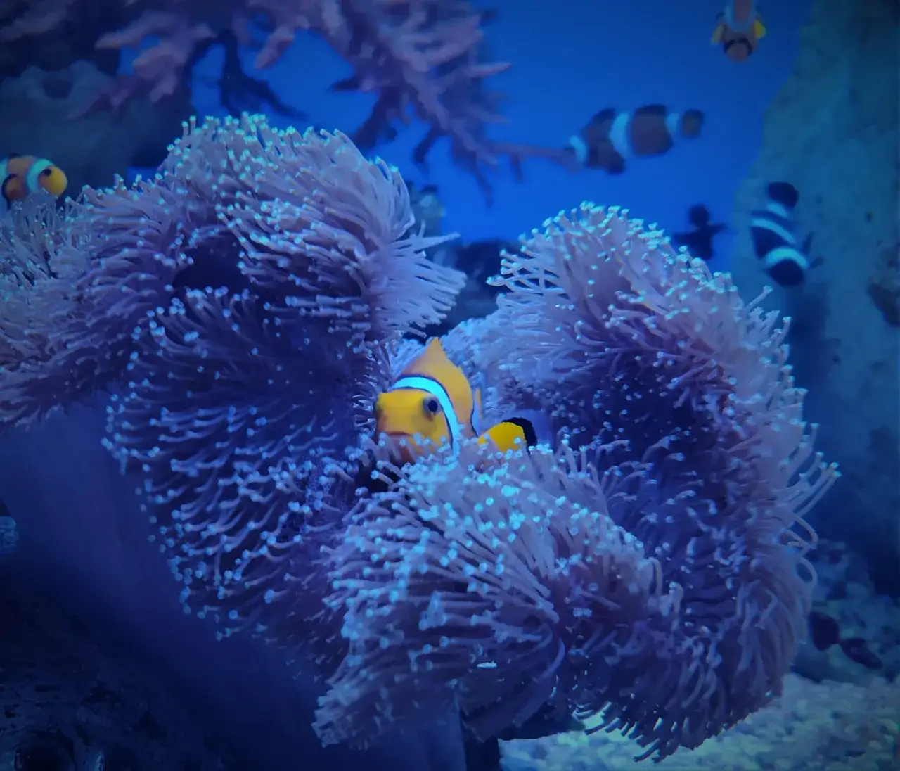 Zdjęcie Oceanarium w Międzyzdrojach - atrakcje, godziny otwarcia i ceny biletów