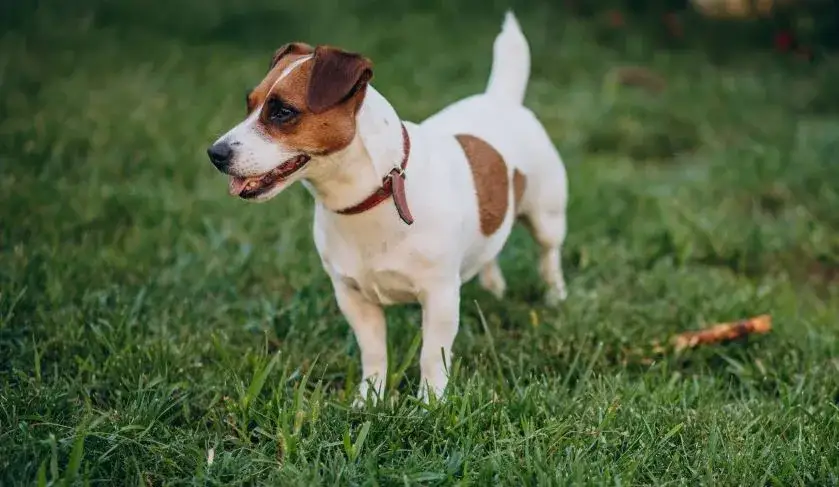Zdjęcie Jack Russell Terrier ma włosy czy sierść? Poznaj tajemnice jego futra