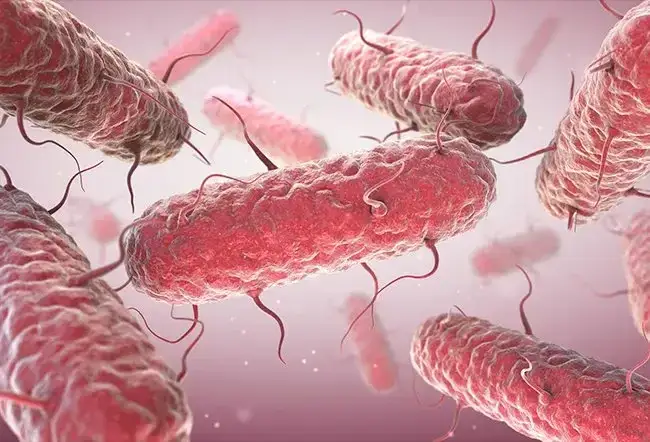 Zdjęcie Enterobacter cloacae: Częste objawy i leczenie infekcji