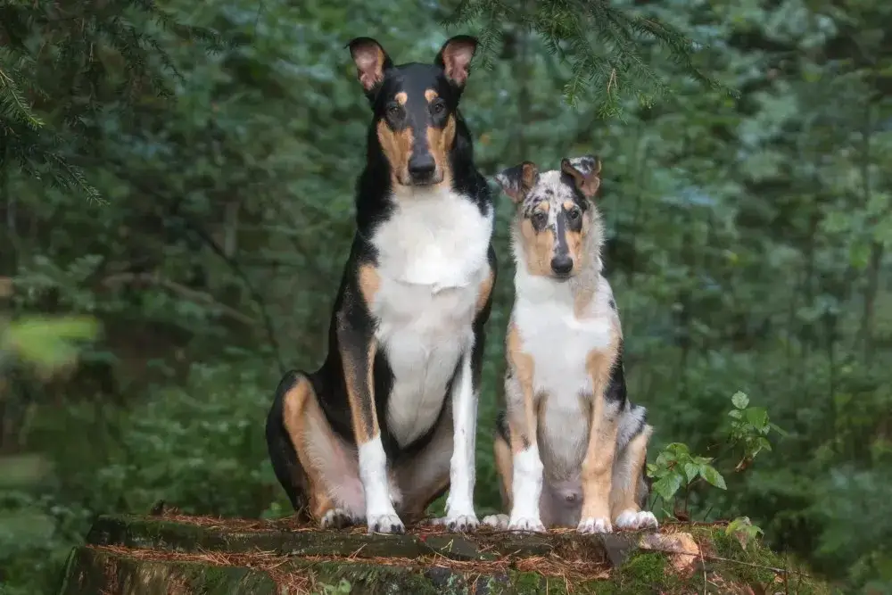 Zdjęcie Lassie: Rasa psa w filmie i jej unikalne cechy oraz charakter