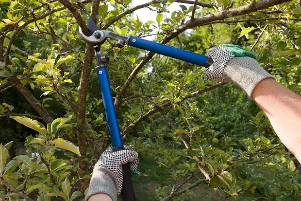 Zdjęcie Jak pozbyć się gałęzi z działki bez kłopotów i zgodnie z prawem