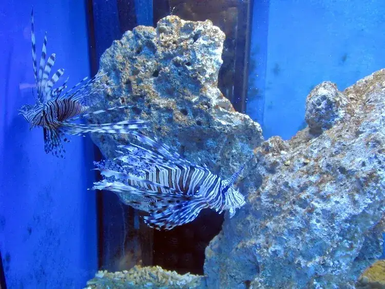 Zdjęcie Oceanarium Rewal - Fascynujący świat podwodny dla całej rodziny
