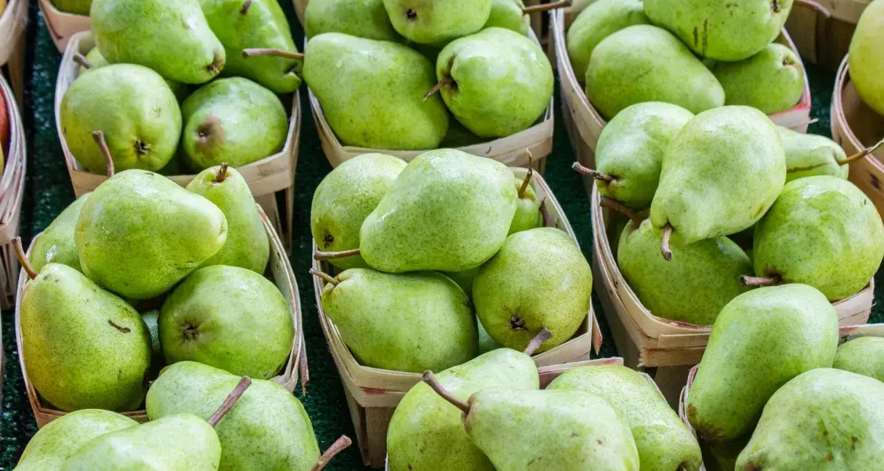 Zdjęcie Czy pies może jeść gruszki? Bezpieczne zasady i zdrowe porady