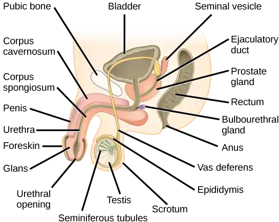 Zdjęcie Czy mężczyzna ma jajniki? Odkryj prawdę o anatomii płciowej