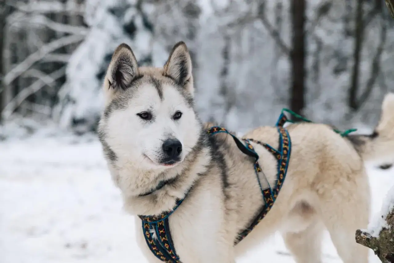 Zdjęcie Jakie szelki dla husky zapewnią komfort i bezpieczeństwo Twojemu psu