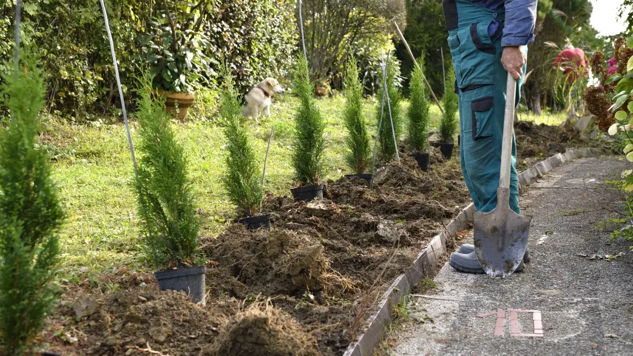 Zdjęcie Tuje ile od ogrodzenia – uniknij problemów z sąsiadami i roślinami