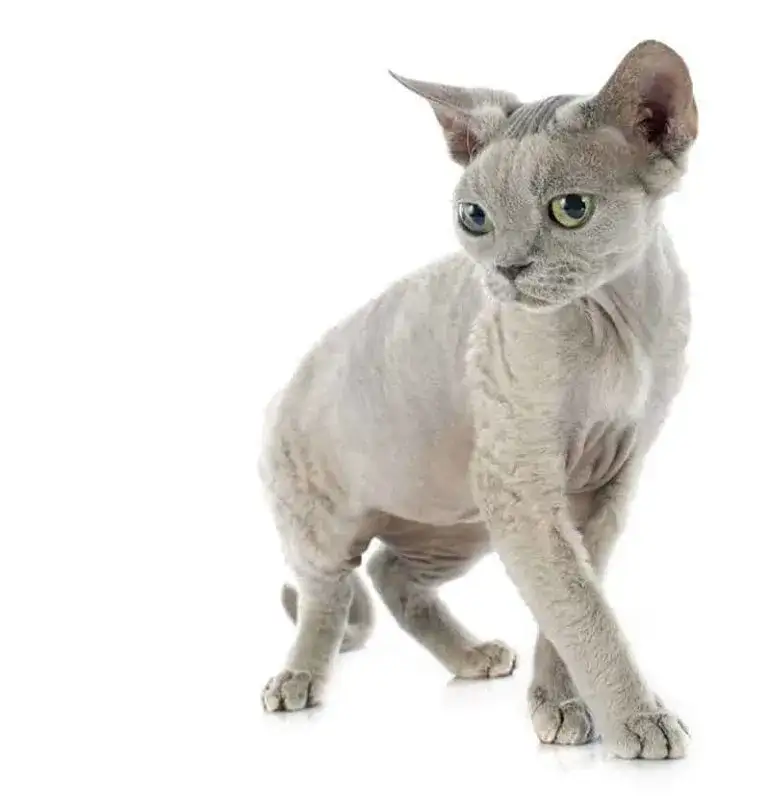 Zdjęcie Devon Rex opis rasy: niezwykły kot o wyjątkowym charakterze i pielęgnacji