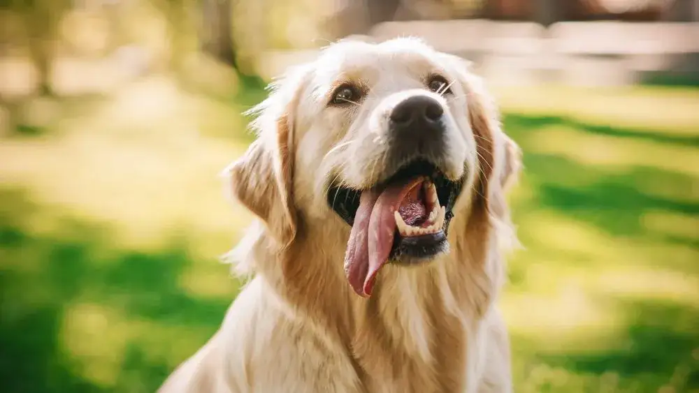 Zdjęcie Czy golden retriever może mieszkać na dworze? Poznaj jego potrzeby
