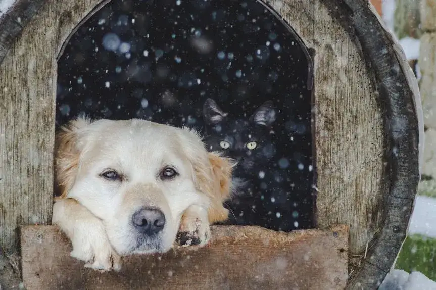Zdjęcie Czy golden retriever może mieszkać w budzie? Oto co musisz wiedzieć