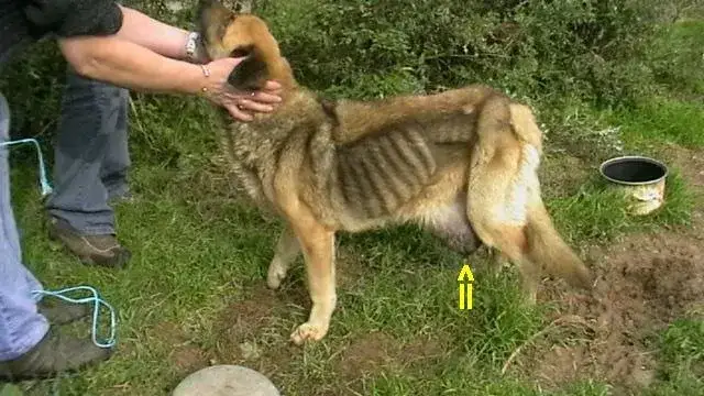 Zdjęcie Jak długo żyje pies z rakiem sutka? Przewidywana długość życia