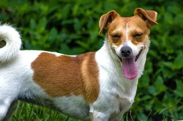 Zdjęcie Jak wytresować jack russell terrier, aby uniknąć problem&oacute;w behawioralnych