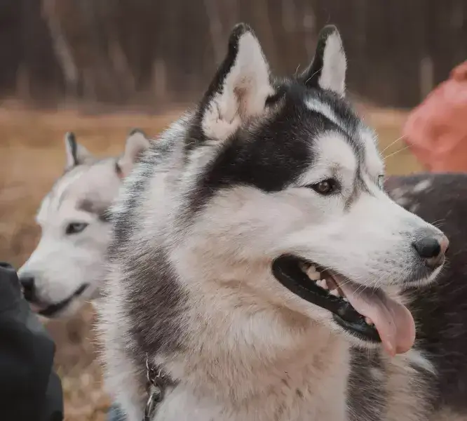 Zdjęcie Czy husky jest agresywny? Prawda o ich zachowaniu i naturze
