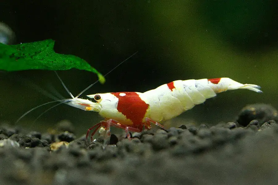 Zdjęcie Cuidados esenciales para gambas acuario: tipos, mantenimiento y más