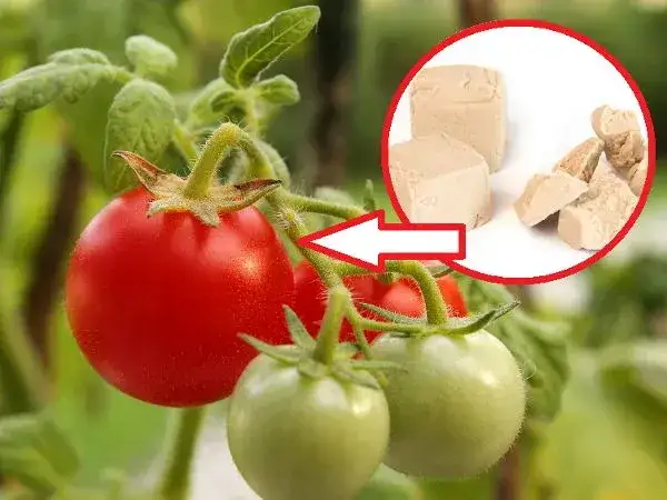 Zdjęcie Opryskiwanie pomidorów drożdżami - skuteczny sposób na zdrowe uprawy