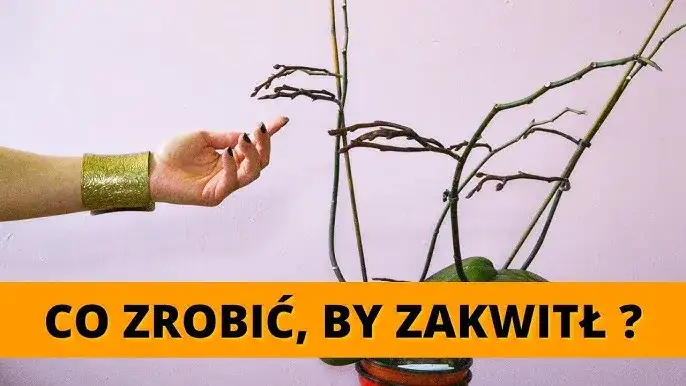 Zdjęcie Dlaczego storczyk nie kwitnie? Oto najczęstsze przyczyny i rozwiązania