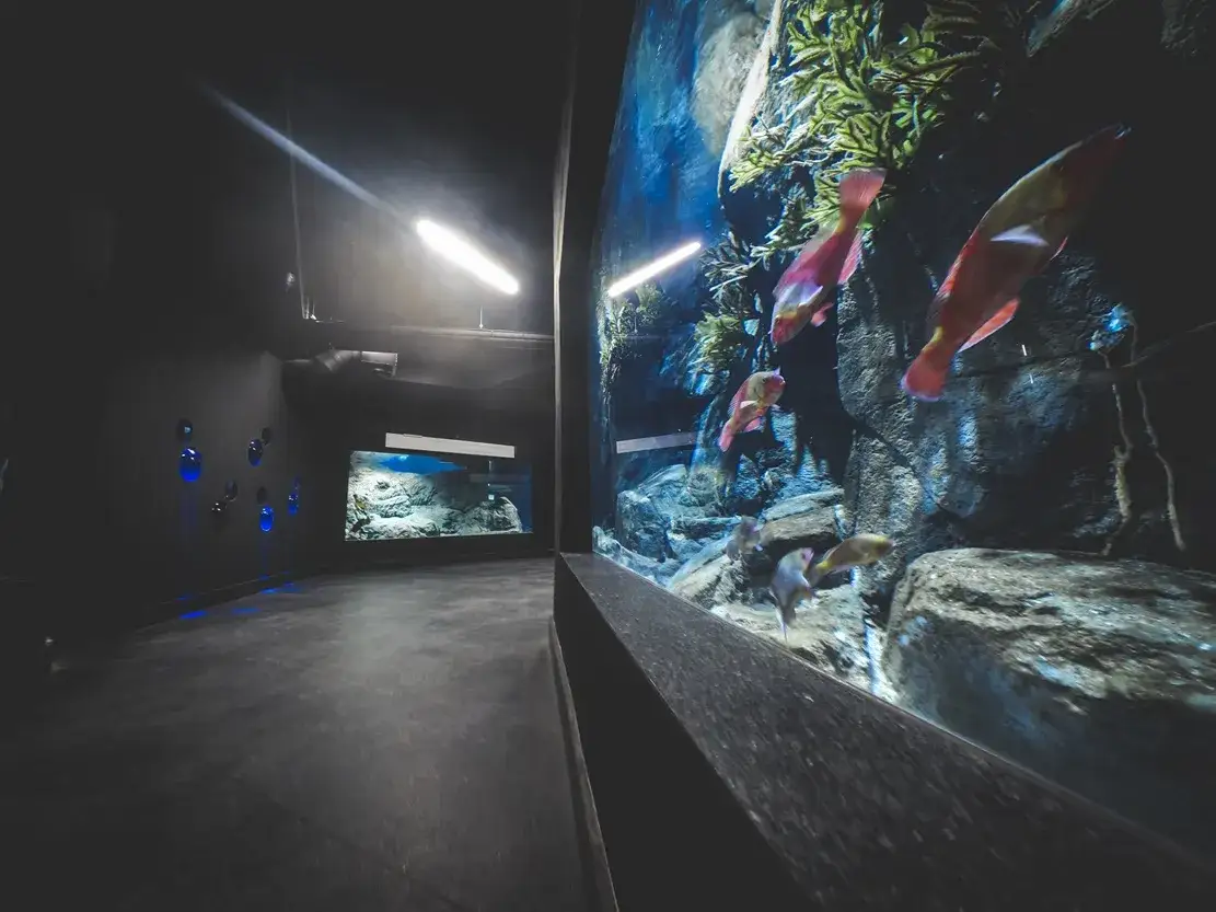 Zdjęcie Gdynia atrakcje oceanarium - odkryj fascynujące morskie ekosystemy