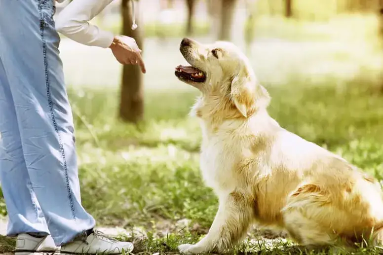 Zdjęcie Jak tresować golden retrievera: skuteczne metody na posłuszeństwo