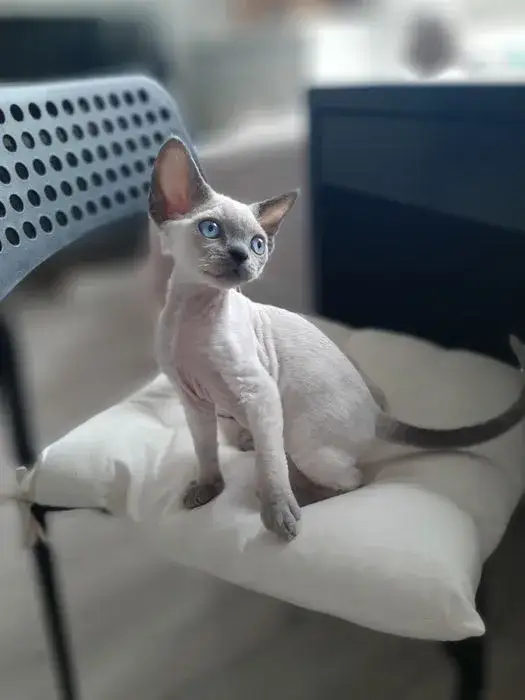 Zdjęcie Devon Rex koty - ich wyjątkowe cechy, pielęgnacja i zdrowie