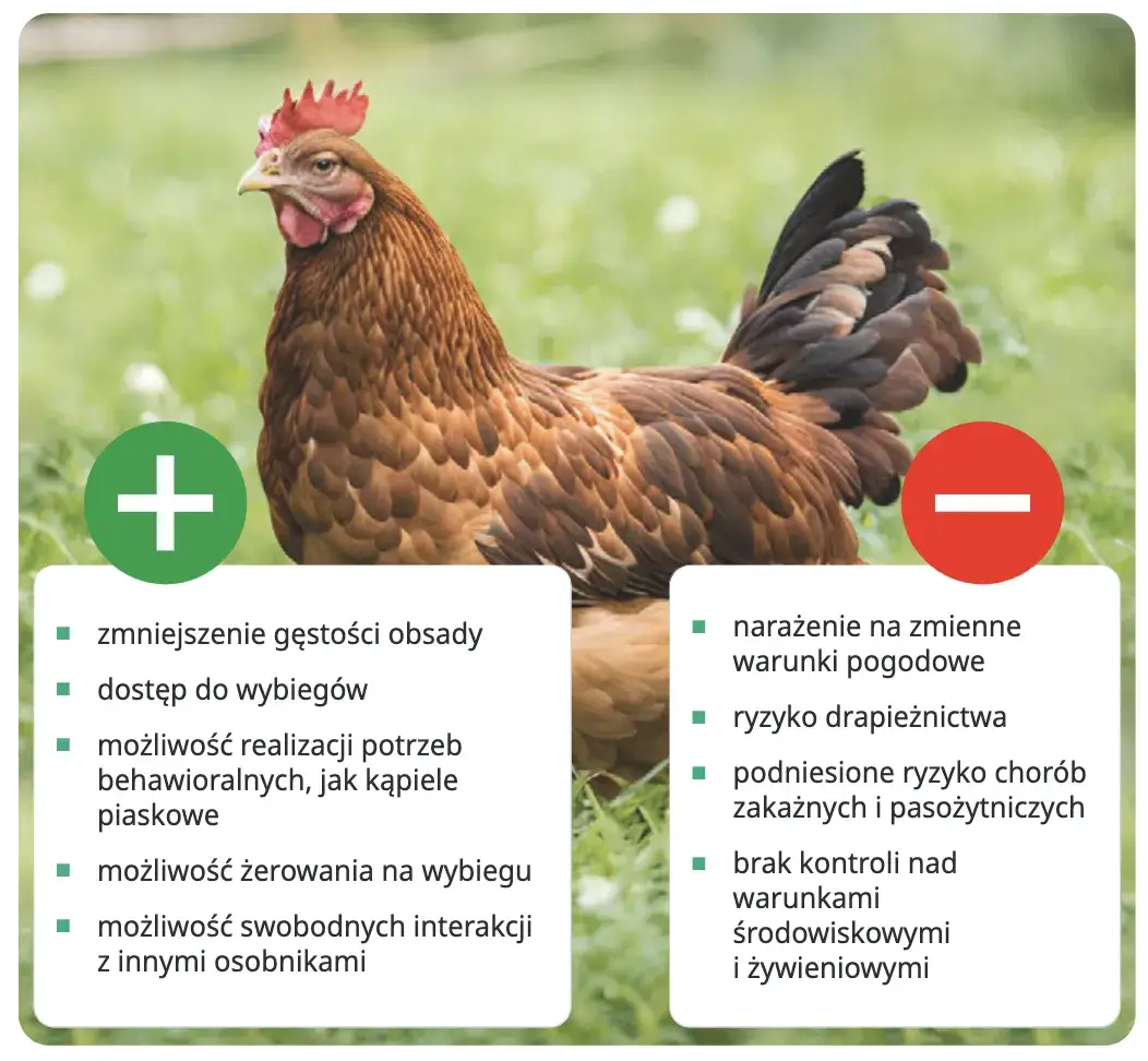 Zdjęcie Drób - poznaj rodzaje, korzyści zdrowotne i ekologiczne aspekty