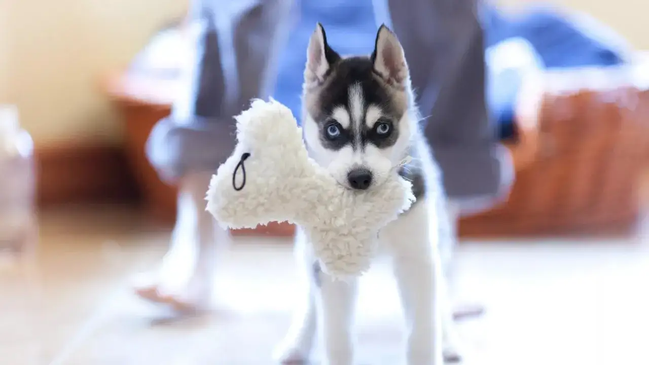 Zdjęcie Jak długo żyją husky? Sprawdź, jak przedłużyć życie swojego psa tej rasy