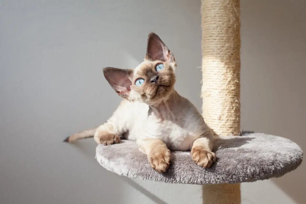 Zdjęcie Gdzie znaleźć koty Devon Rex w Zachodniopomorskiem i ile kosztują